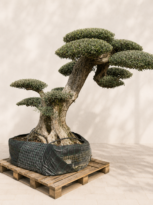 Zeytin Bonsai Ağacı – 400 Yaşındaki Olea Europaea