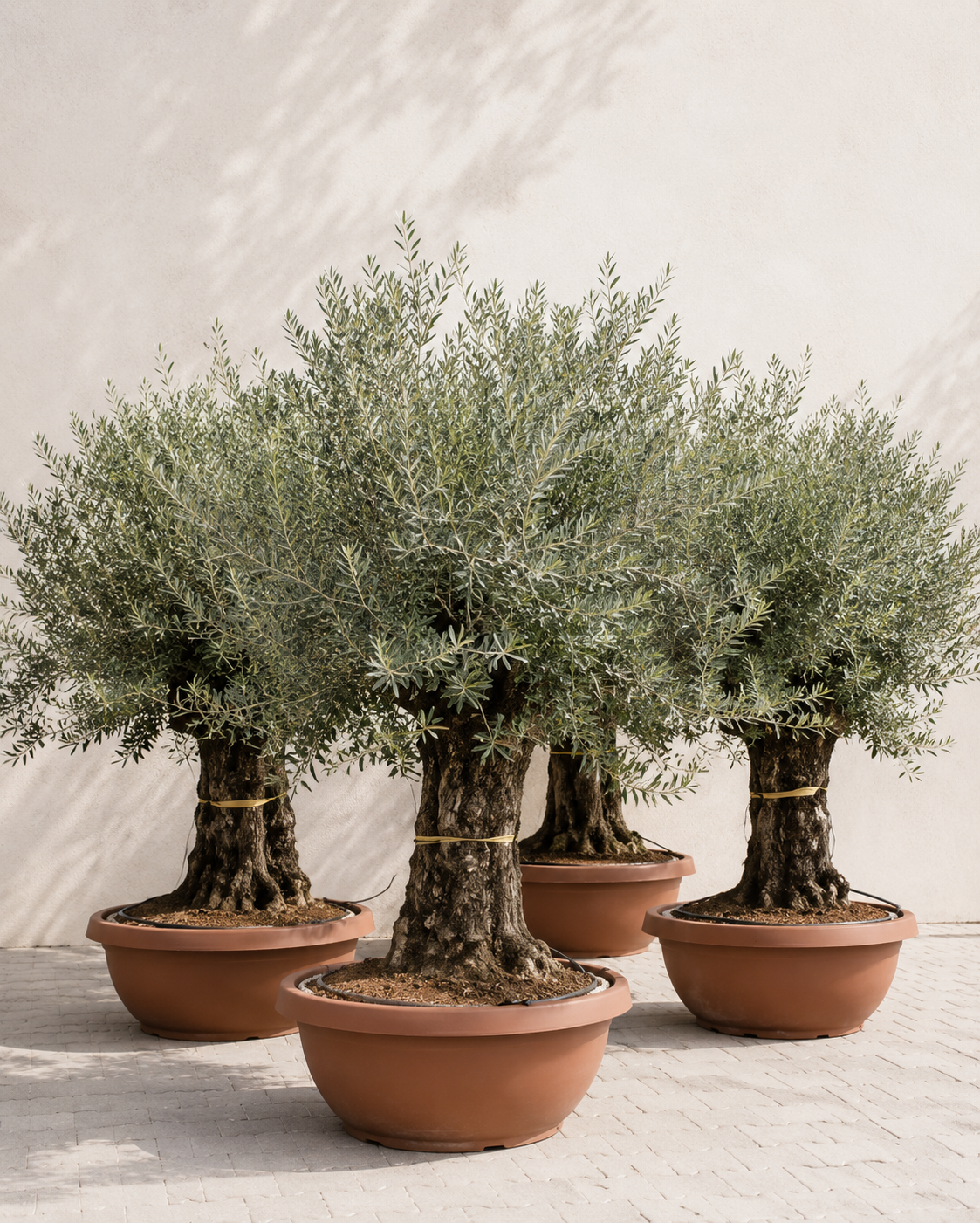 Olea Europaea – 100 Jahre alter Olivenbaum