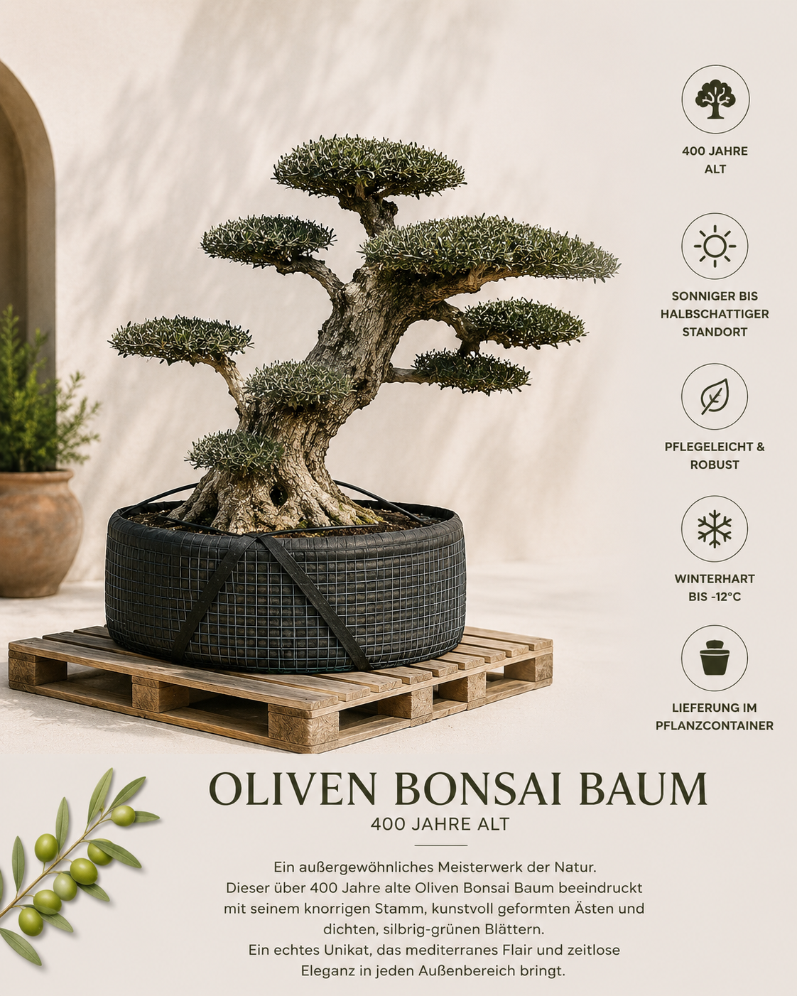 Oliven Bonsai Baum – 400 Jahre alter Olea Europaea