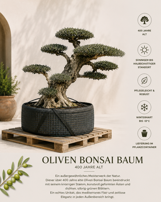 Zeytin Bonsai Ağacı – 400 Yaşındaki Olea Europaea
