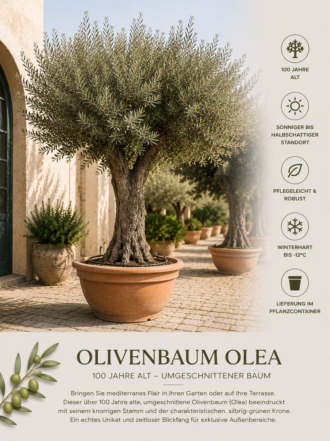 Olea Europaea – 100 Jahre alter Olivenbaum