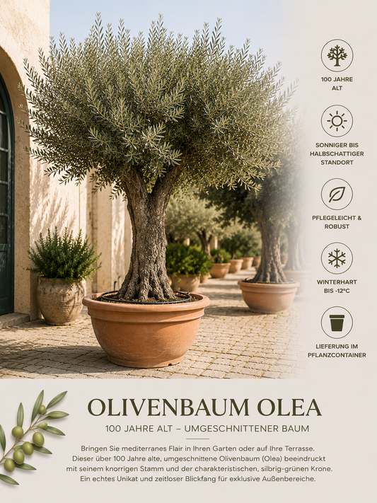 Olea Europaea – 100 yıllık Zeytin Ağacı