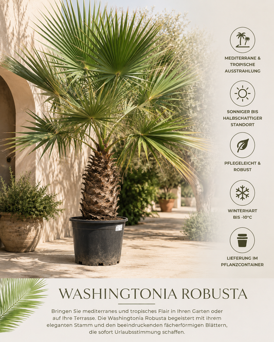 Washingtonia Robusta – Meksika Yelpaze Palmiyesi