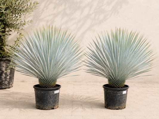 Yukka Palmiyesi – Egzotik Palmlale