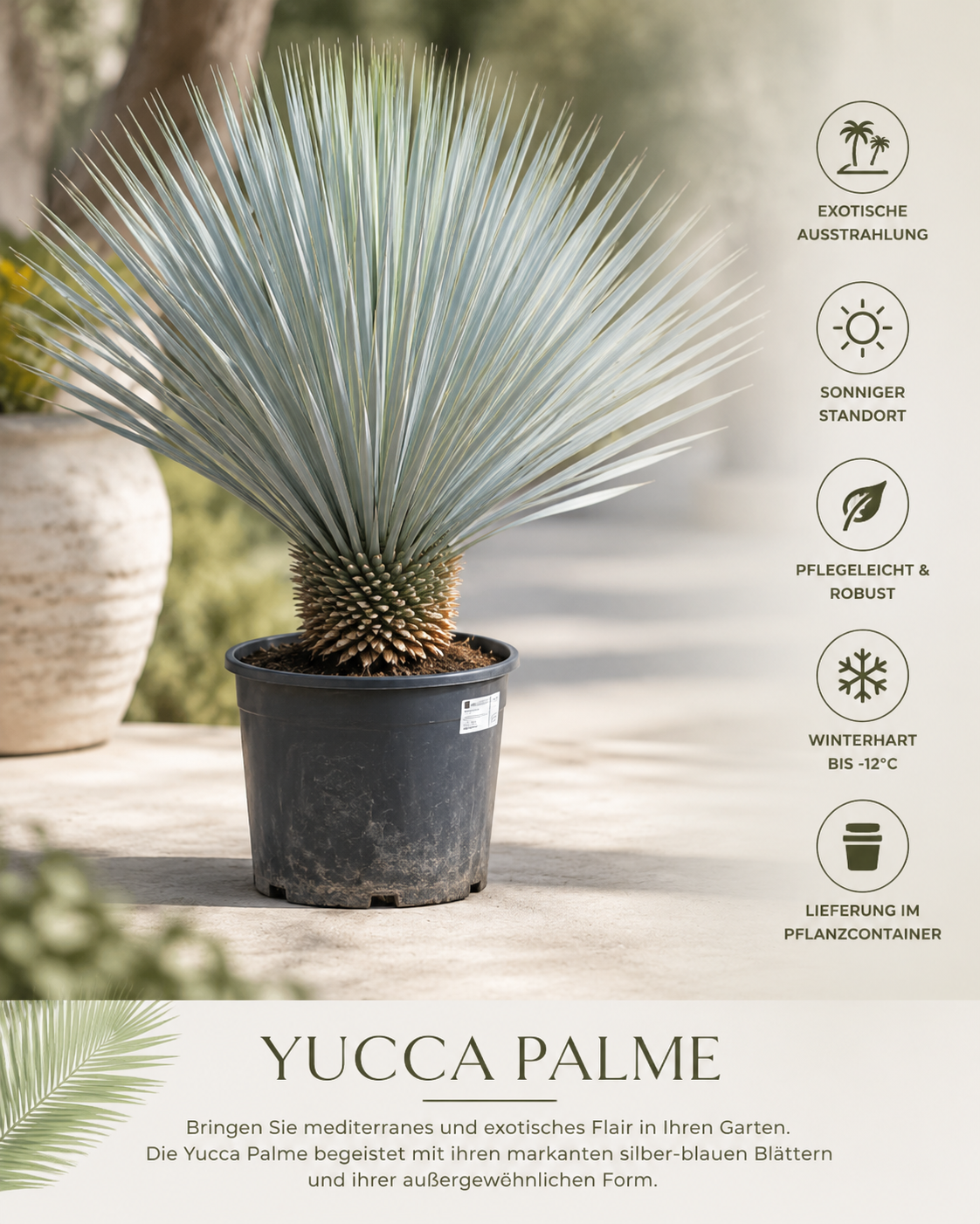 Yucca Palm – Exotic Palm Lily