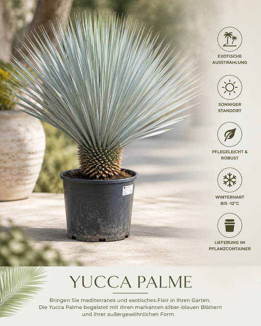 Yukka Palmiyesi – Egzotik Palmlale